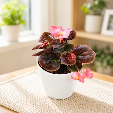 Gift Ready - Begonia Pink in 4 Inch Elegant Plastic Pot (colour may vary)