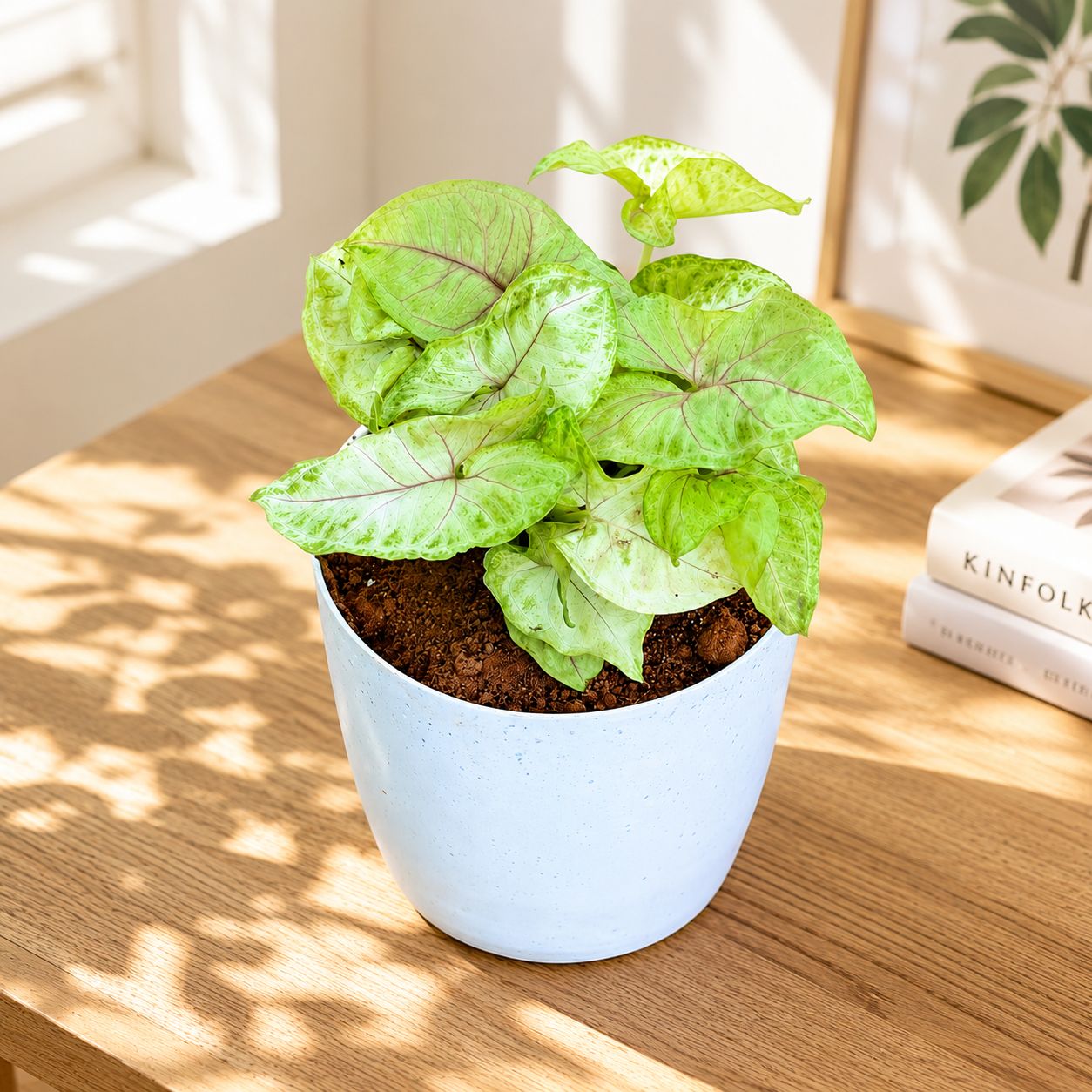 Gift Ready - Syngonium Golden in 5 Inch Premium Sphere Plastic Pot (any colour)