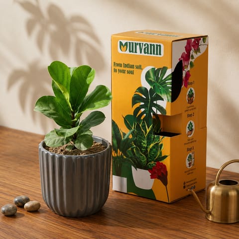 Gift Ready - Fiddle Leaf Fig / Ficus Lyrata in 5 Inch Live Plant Slate Grey Vine Ceramic Planter - in Premium Gifting Box