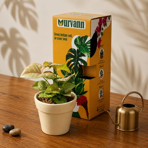 Gift Ready - Syngonium Bronze Butterflly in 5 Inch Live Plant Pearl Glossy Ashwani Collar Ceramic Planter - in Premium Gifting Box