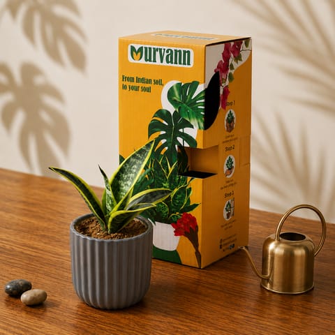 Gift Ready - Snake Dwarf Yellow in 5 Inch Live Plant Slate Grey Vine Ceramic Planter - in Premium Gifting Box