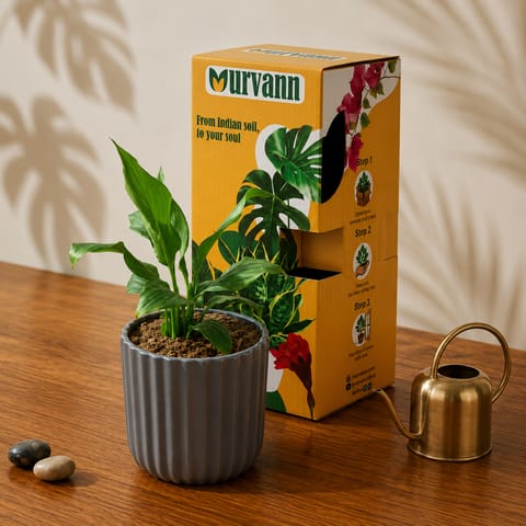 Gift Ready - Peace Lily in 5 Inch Live Plant Slate Grey Vine Ceramic Planter - in Premium Gifting Box