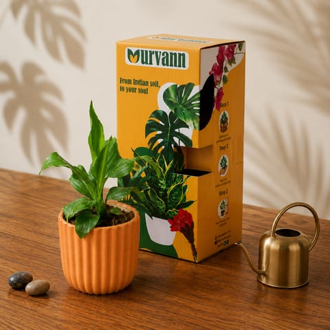 Gift Ready - Peace Lily in 5 Inch Live Plant Sand Beige Vine Ceramic Planter - in Premium Gifting Box