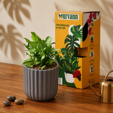 Gift Ready - Syngonium Yammi in 5 Inch Live Plant Slate Grey Vine Ceramic Planter - in Premium Gifting Box