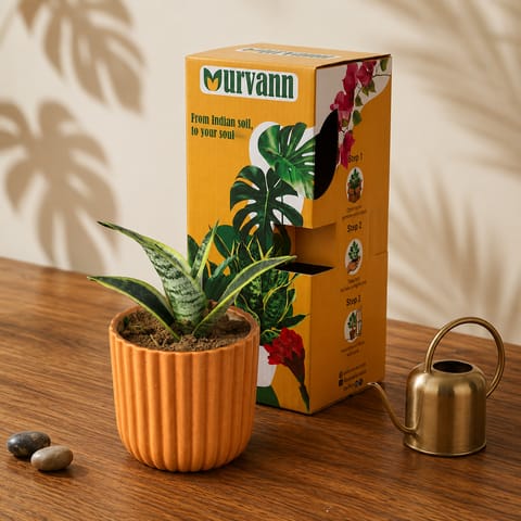 Gift Ready - Snake Dwarf Yellow in 5 Inch Live Plant Sand Beige Vine Ceramic Planter - in Premium Gifting Box