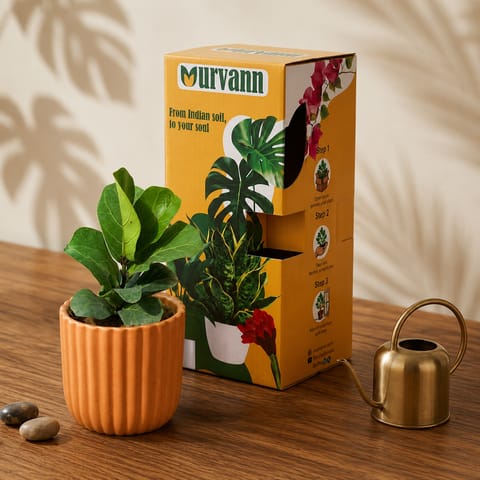 Gift Ready - Fiddle Leaf Fig / Ficus Lyrata in 5 Inch Live Plant Sand Beige Vine Ceramic Planter - in Premium Gifting Box