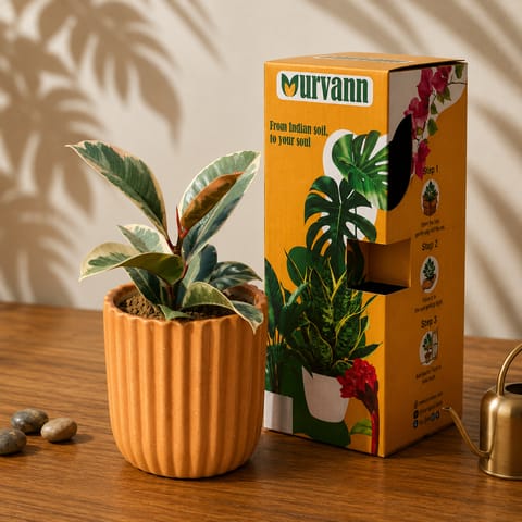 Gift Ready - Rubber Variegated White in 5 Inch Live Plant Sand Beige Vine Ceramic Planter - in Premium Gifting Box