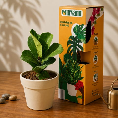 Gift Ready - Fiddle Leaf Fig / Ficus Lyrata in 5 Inch Live Plant Pearl Glossy Ashwani Collar Ceramic Planter - in Premium Gifting Box