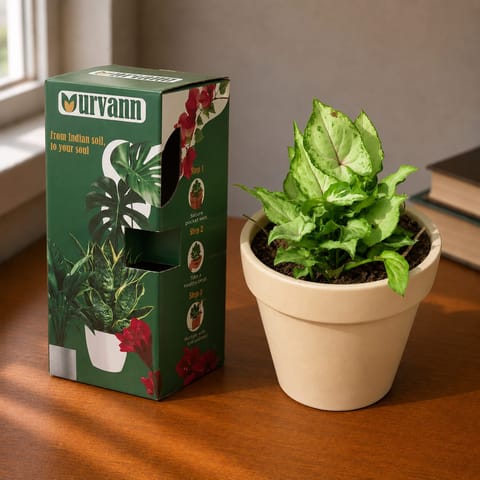 Gift Ready - Snake Dwarf Yellow in 5 Inch Live Plant Pearl Glossy Ashwani Collar Ceramic Planter - in Premium Gifting Box