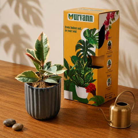 Rubber Variegated White in 5 Inch Live Fresh Plant Slate Grey Vine Ceramic Planter - in Premium Gifting Box in Tilak Nagar