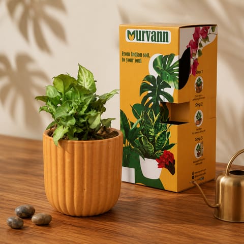 Gift Ready - Syngonium Yammi in 5 Inch Live Plant Sand Beige Vine Ceramic Planter - in Premium Gifting Box