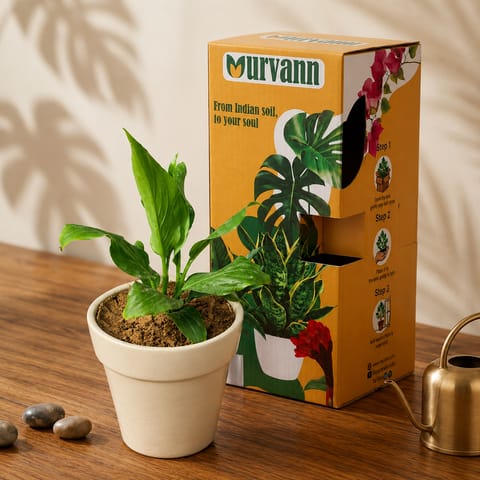 Gift Ready - Peace Lily in 5 Inch Live Plant Pearl Glossy Ashwani Collar Ceramic Planter - in Premium Gifting Box
