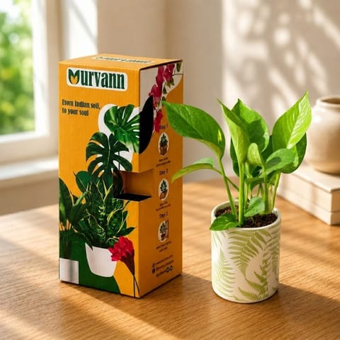 Money Plant Green in 4 Inch Live Fresh Plant Leaf Garden Stem Pipe Ceramic Planter - in Premium Gifting Box in Dlf Phase 3
