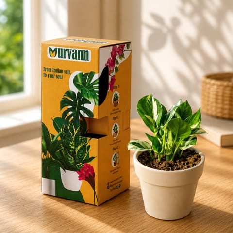 Gift Ready - Money Plant N'joy in 5 Inch Live Plant Pearl Glossy Ashwani Collar Ceramic Planter - in Premium Gifting Box