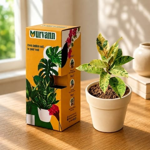 Gift Ready - Rubber Variegated Yellow in 5 Inch Live Plant Pearl Glossy Ashwani Collar Ceramic Planter - in Premium Gifting Box