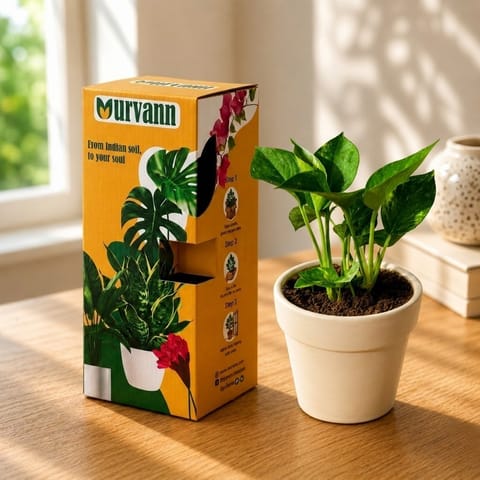 Gift Ready - Money Plant Green in 5 Inch Live Plant Pearl Glossy Ashwani Collar Ceramic Planter - in Premium Gifting Box