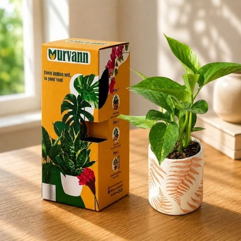 Gift Ready - Money Plant Green in 4 Inch Live Plant Leaf Sunset Stem Pipe Ceramic Planter - in Premium Gifting Box