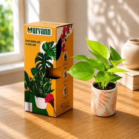 Gift Ready - Money Plant Golden in 4 Inch Live Plant Leaf Sunset Stem Pipe Ceramic Planter - in Premium Gifting Box