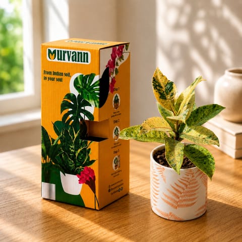 Gift Ready - Rubber Variegated Yellow in 4 Inch Live Plant Leaf Sunset Stem Pipe Ceramic Planter - in Premium Gifting Box