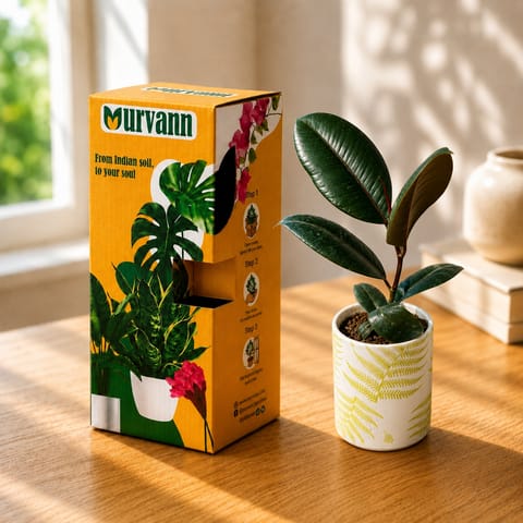 Gift Ready - Rubber Black  in 4 Inch Live Plant Leaf Garden Stem Pipe Ceramic Planter - in Premium Gifting Box