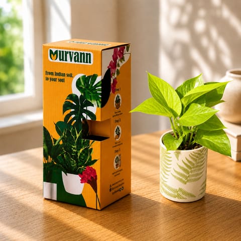 Gift Ready - Rubber Variegated Yellow in 4 Inch Live Plant Leaf Garden Stem Pipe Ceramic Planter - in Premium Gifting Box