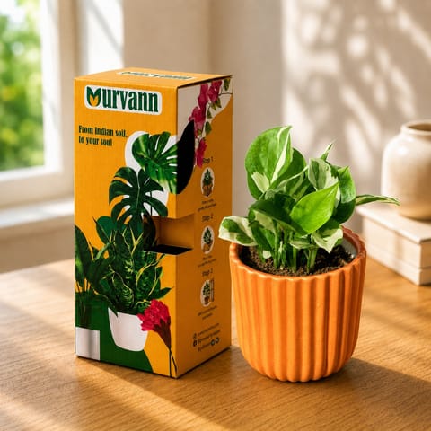 Gift Ready - Money Plant N'joy in 5 Inch Live Plant Sand Beige Vine Ceramic Planter - in Premium Gifting Box