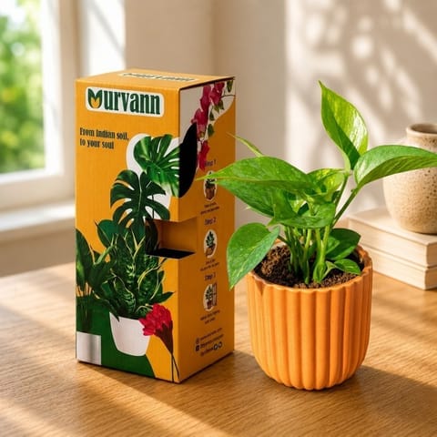 Money Plant Green in 5 Inch Live Fresh Plant Sand Beige Vine Ceramic Planter - in Premium Gifting Box in Sector 102