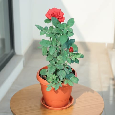 Rose Desi Red in 10 Inch Classy Red Plastic Pot with Tray