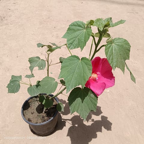 Sthal Kamal / Hibiscus Mutabilis (Any Colour) in 6 Inch Live Fresh Plant Nursery Pot| Outdoor Flower Plant in Bhagwan Dass Road