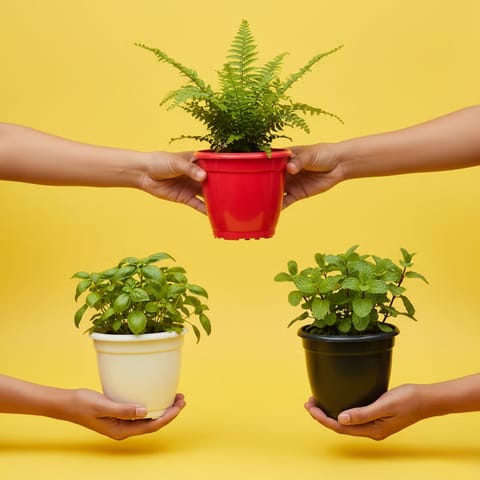 Set of 3 - 3 Inch Elora Premium Plastic Planters - Red, Black & White