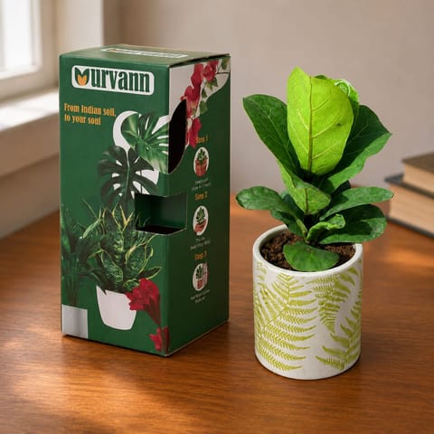 Fiddle Leaf Fig  in 4 Inch Live Fresh Plant Leaf Garden Stem Pipe Ceramic Planter - in Premium Gifting Box in Sector 16