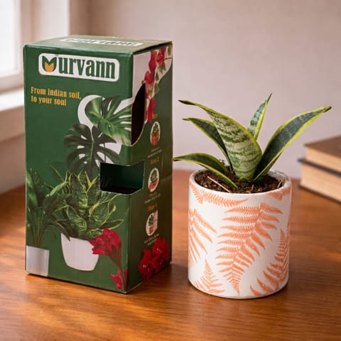 Snake Dwarf Yellow in 4 nch Leaf Sunset Stem Pipe Ceramic Planter - in Premium Gifting Box in Sector 16