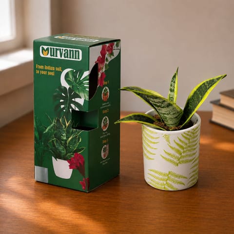 Snake Dwarf Yellow in 4 Inch Live Fresh Plant Leaf Garden Stem Pipe Ceramic Planter - in Premium Gifting Box in Kurla Mumbai