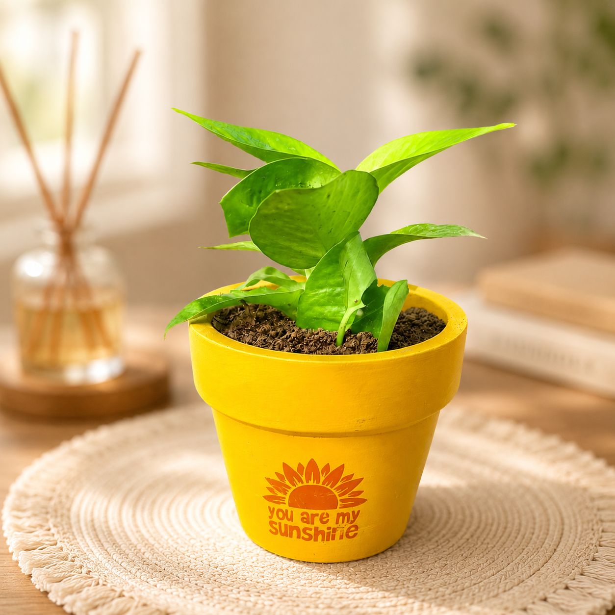 Money Plant Golden in 4 Inch Happy Sunshine Premium Clay Terracotta Planter - in Premium Gifting Box