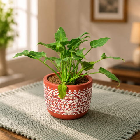 Xanadu Green in 4 Inch Handpainted Mandala Premium Clay Terracotta Planter - in Premium Gifting Box