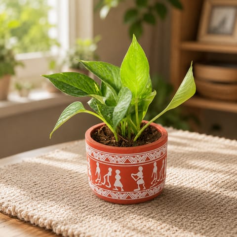 Money Plant Golden in 4 Inch Live Fresh Plant Boho Warli Art Premium Clay Terracotta Planter - in Premium Gifting Box in Sector 12