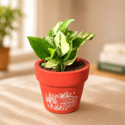 Money Plant N'Joy in 4 Inch Money Plant Premium Clay Terracotta Planter - in Premium Gifting Box