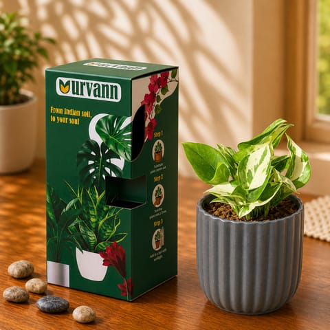 Money Plant N'Joy  in 5 Inch Live Fresh Plant Slate Grey Vine Ceramic Planter - in Premium Gifting Box in Dwarka Sector 24 Delhi