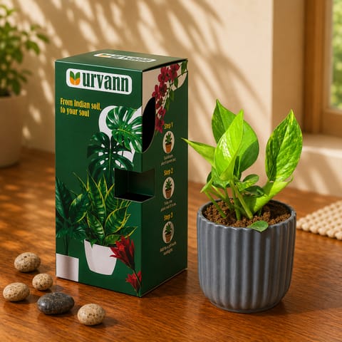 Money Plant Green in 5 Inch Live Fresh Plant Slate Grey Vine Ceramic Planter - in Premium Gifting Box in Sector 99