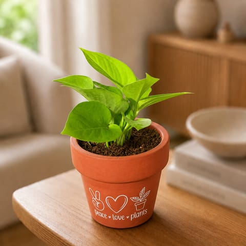 Money Plant Golden in 4 inch Peace Love Plants Premium Clay Terracotta Planter - in Premium Gifting Box