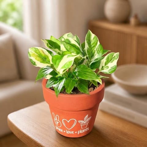 Money Plant N'Joy in 4 inch Peace Love Plants Premium Clay Terracotta Planter - in Premium Gifting Box