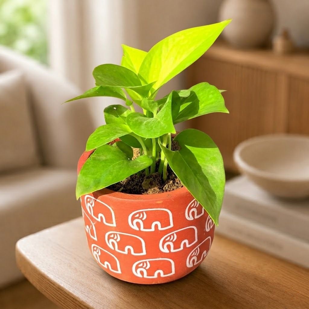 Money Plant Golden in 4 inch Gajraaj Premium Clay Terracotta Planter - in Premium Gifting Box
