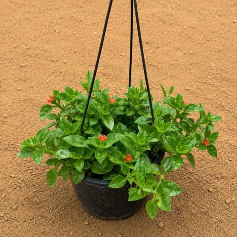 Baby Sun Rose Succulent plant in 8 inch Hanging Basket