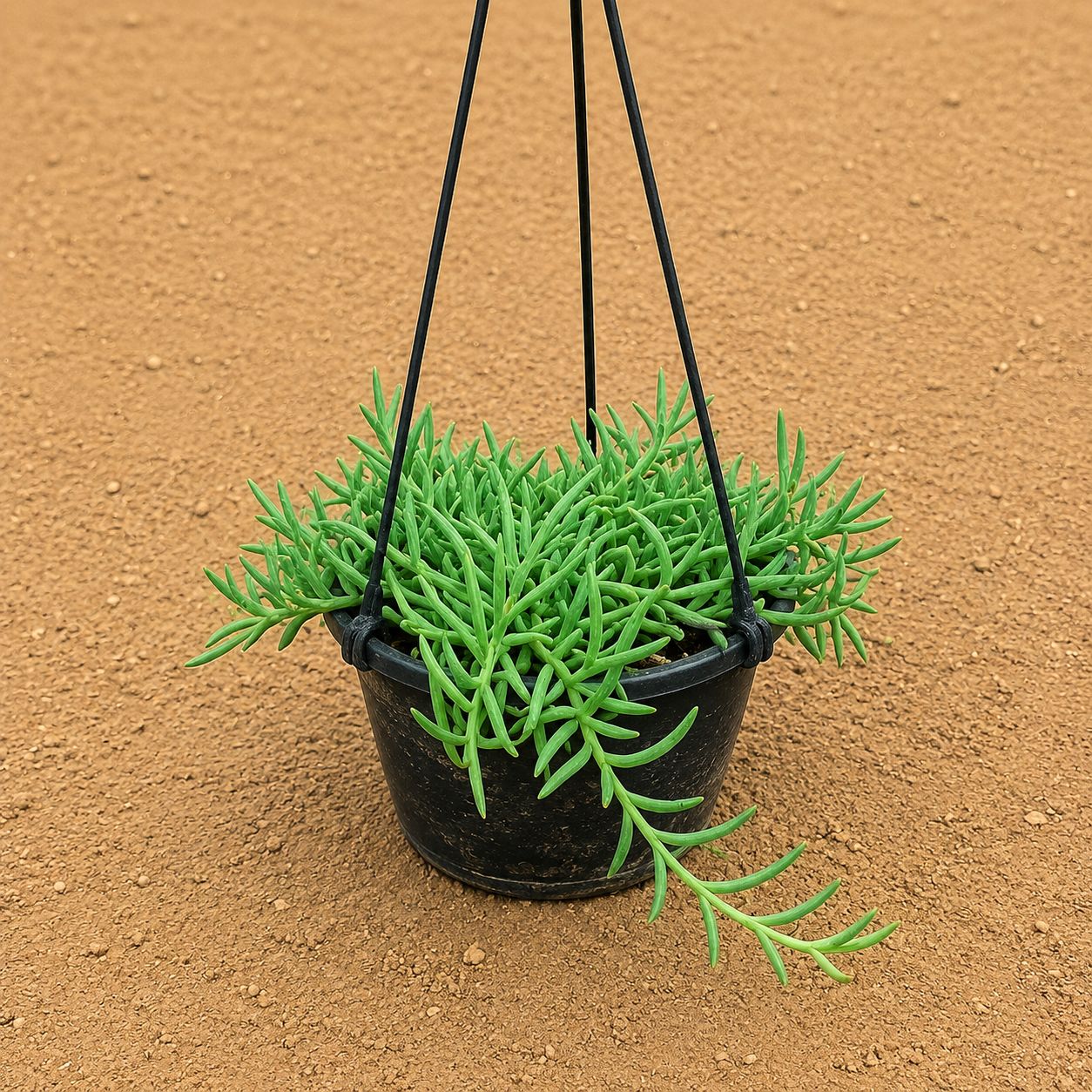 String of Banana/ Senecio radicans in 8 inch Hanging Basket
