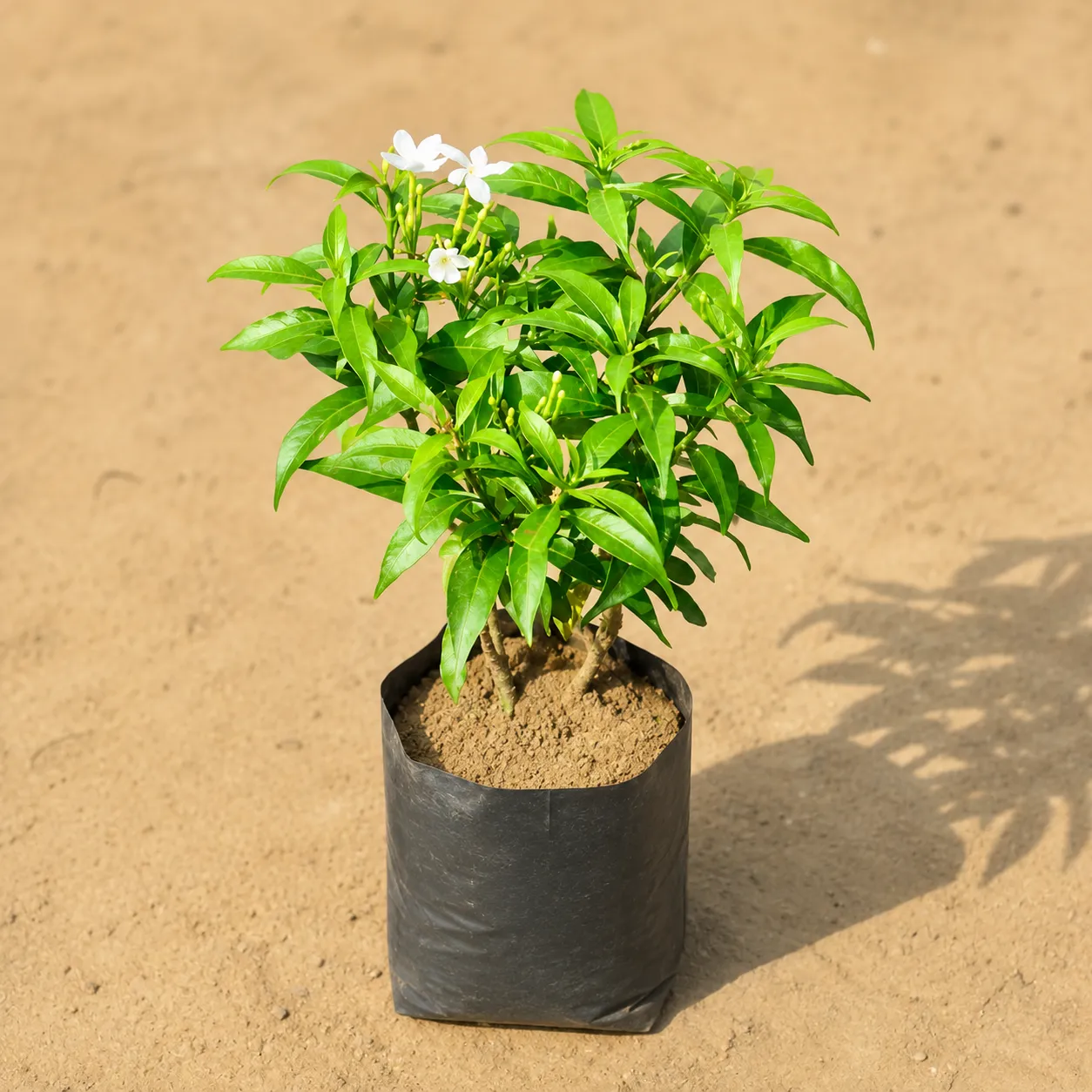 Chandni Dwarf in 4 Inch Nursery Bag