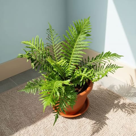 Fern Green in 7 Inch Live Fresh Plant Classy Red Plastic Pot with Tray in Sector 85