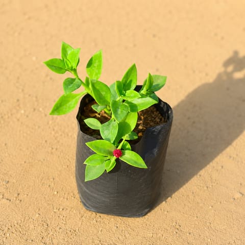 Baby Sun Rose (any colour) in 4 Inch Nursery Bag