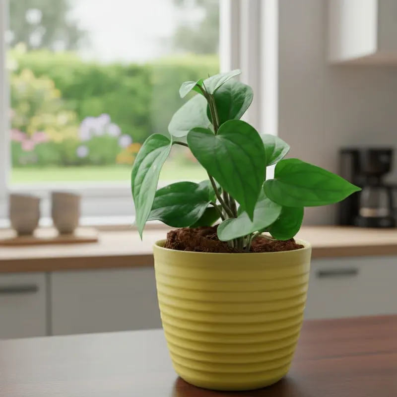 Paan / Betal leaf in 5 Inch Bloom Yellow Avora Premium Plastic Planter