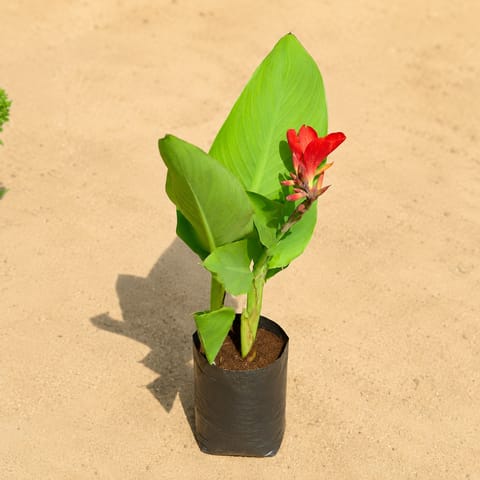 Canna Lily / keli (any colour) in 4 inch Nursery bag