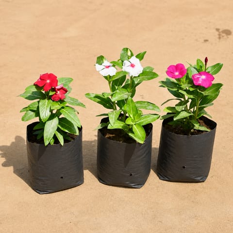 Set of 3 - Periwinkle / Sadabahar / Vinca (Any Colour) in 4 Inch Nursery Bag